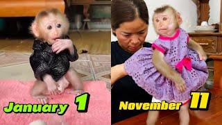 How did baby monkey Tina change from January to November?