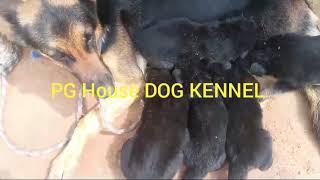 PG HOUSE DOG KENNEL, FARRUKHABAD German Shepherd