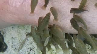 Cenotes with Fish