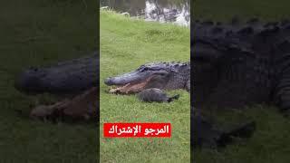 حيوانات مفترسة وغريبة Strange predators