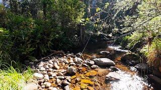 Small Stream Trout Fishing In Crystal Clear Water