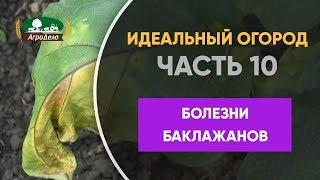 Болезни баклажанов и способы их лечения - Идеальный огород. Часть 10