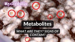 Metabolites: What Are They, Why Do They Appear, Does it Mean Contam? Healthy vs. Unhealthy Tub