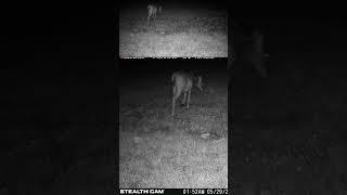 05 29 24  152 01am A deer walks near the pet cemetery. #deer #wildlife #whitetaildeer