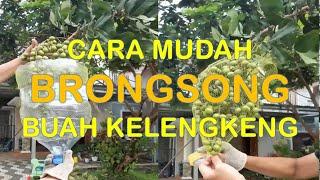 CARA BRONGSONG KELENGKENG   #ilugas #bq_channel1 #BangBQ #Cahyono