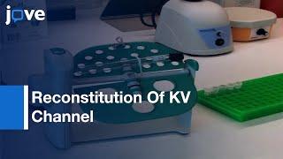 Reconstitution: KV Channel Into Lipid Membranes For Structural & Functional Studies