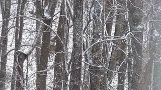 Two Old Deer Hunters