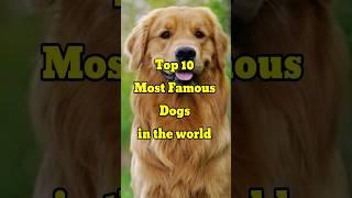 Top 10 Most Famous Dog Breeds in the world