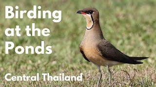 Virtual Birding Trip near Bangkok, birds at Bang Khaem Fish Ponds| Birding in Thailand