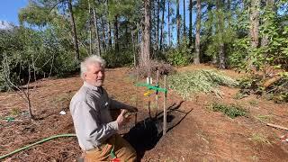 Staking a Tree Properly