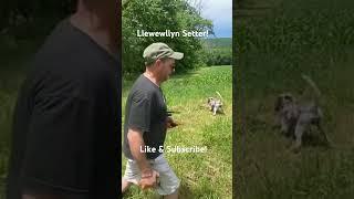 Llewellyn Setter! #birdhunting #hunting #englishsetter #llewellyn #llewellynsetter