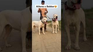 Athena x Babbarbest Dogo Argentino in India#doglover#viral#shorts