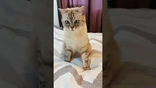 Как понимает вас ваш кот.