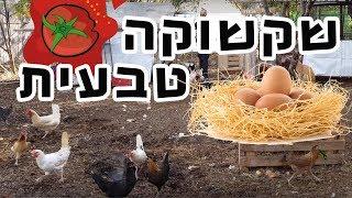 שקשוקה אורגנית עגבניה מהגינה וביצה מהתרנגולת! הכל מתחיל מקומפוסט טוב•° "דבר אלי טיבעי"