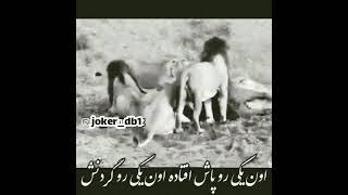 انسان باشیم_[حیوان_هم آرزوست]