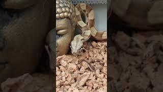 Её величество )))