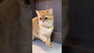 #cat #funny #happycats #catmemes #music #memes #trending #trendingshorts #new #reels