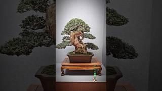 Olive bonsai @ EBA Show #bonsai #bonsaitree #bonsaiart #bonsaishow #tree