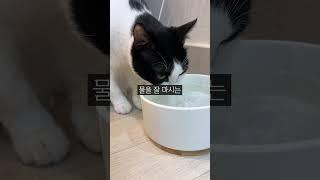 고양이 음수량 늘려주는 신박한 그릇 #shorts