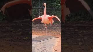 American Flamingo Opening Wings 