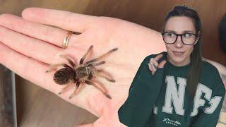 A little mix up.. Rehousing Tarantulas who's species names I FORGOT :')