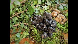 Охота на трюфели / Truffle hunting / Truffel suche/ Lov na tartuf