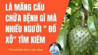 Lá mãng cầu xiêm chữa bệnh gì mà nhiều người " đổ xô" tìm kiếm