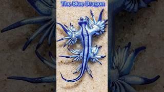  The Blue Dragon – The Ocean’s Most Beautiful Killer! 