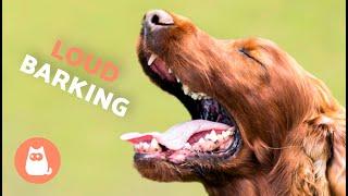 Dogs BARKING LOUD Compilation  (See How Your DOG REACTS)