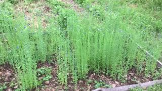 Flachsanbau im Garten Teil 1 - Aussaat und Ernte