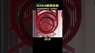 NASA工程師設計的考驗，被章魚輕松破解，難道是智慧生物？ #科學實驗 #科學試驗 #格蘭特 #亞當 #傑米