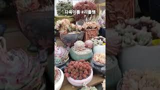다육식물 리틀쨈입니다 #多肉植物  #청주다육  #succlents