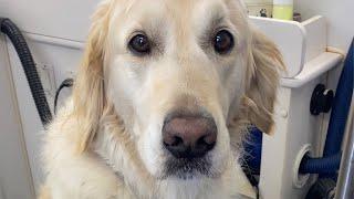 Watch This Golden Retriever Force His Groomer Into the Cutest Moment Ever!