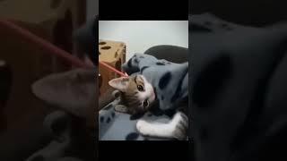 Cozy Cat: Watch This Kitty Snuggle into a Blanket! #CozyCat #CuteKitty #AdorablePets #CatSnuggles