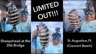 Getting a LIMIT of Sheepshead in south St. Augustine (Crescent Beach), FL on the Kayak