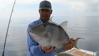 HUGE GREY TRIGGER FISH Catch and Cook (Stuffed with Fresh Caught Crab Meat)!