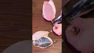 ПРОСТО ДОБАВЬ ВОДЫ-самый #простой#способ#черенкование фикусов.#комнатныерастения#формирование#цветы