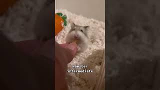 Different levels of Hamster Handling  #hamster #roborovski