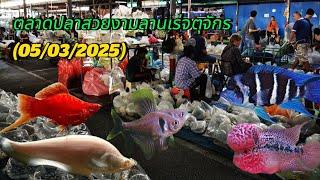 Aquarium​ Fish​ Market​ in​ Thailand​ ตลาด​ปลา​สวยงาม​ลาน​เร่​จตุจักร​(05​/03​/2025)​