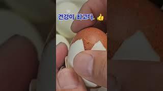 #건강이최고다#계란#삶은계란#칡#돌미나리#부추#야타랑수기랑