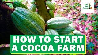 How to start a cocoa farm