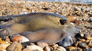 beach fishing for TOPE and STINGRAYS ??? sea fishing uk