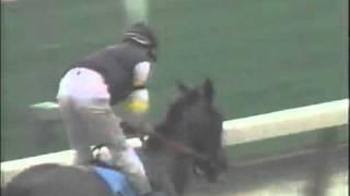 1993 Belmont Futurity - Holy Bull