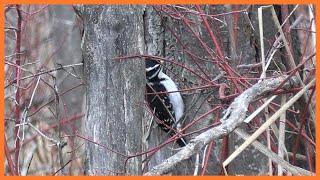 The Woodpecker is Hard at Work