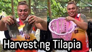 Harvest ng Tilapia fresh from the Farm.