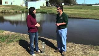 Attracting Purple Martins to the Landscape