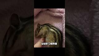 구해준 것에 보답하는 다람쥐