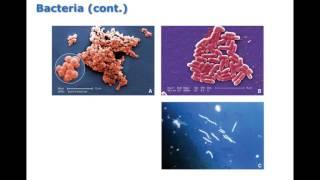 Chapter 14 Mechanisms of Infectious Disease BIO216