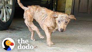 This Dog Has Backwards Legs | The Dodo