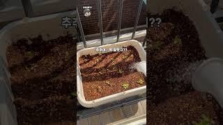 [상추/물받이트레이]말썽꾸러기의 상추 키우기_#7 [ #홈가드닝 #취미 #gardening ]